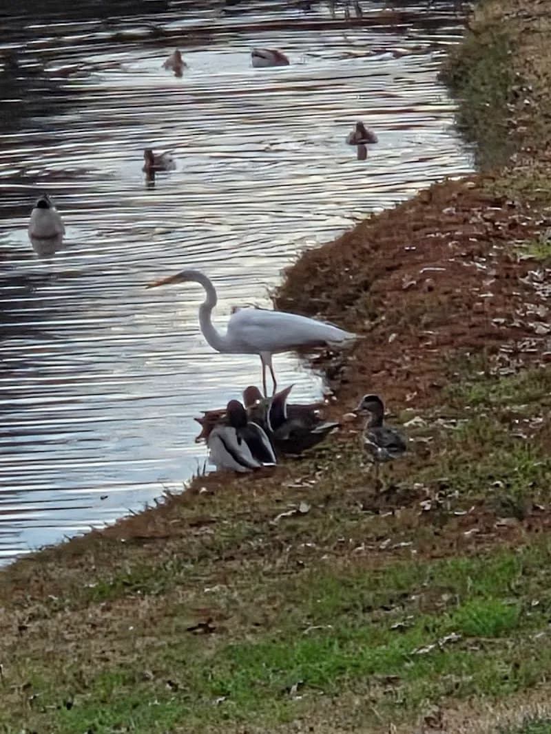 View of Kimzey Park in Colleyville, TX