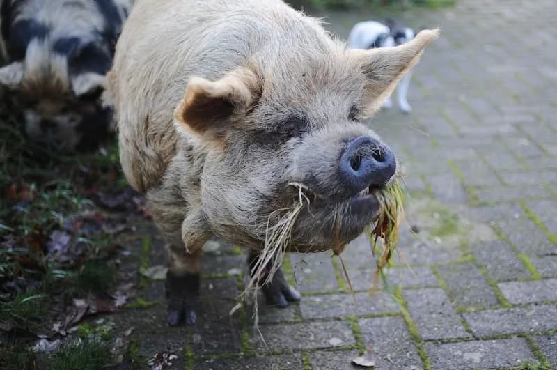 View of Kinderboerderij De Olievaar in Uithoorn, NH