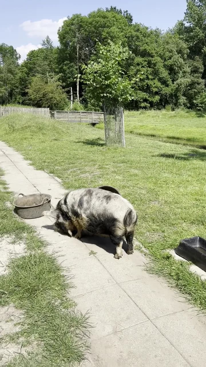 View of Kinderboerderij De Olievaar in Uithoorn, NH