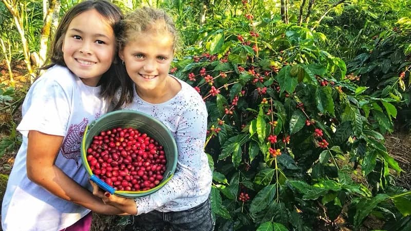 Kintamani Coffee Plantation Tours farm in Kintamani, Bali