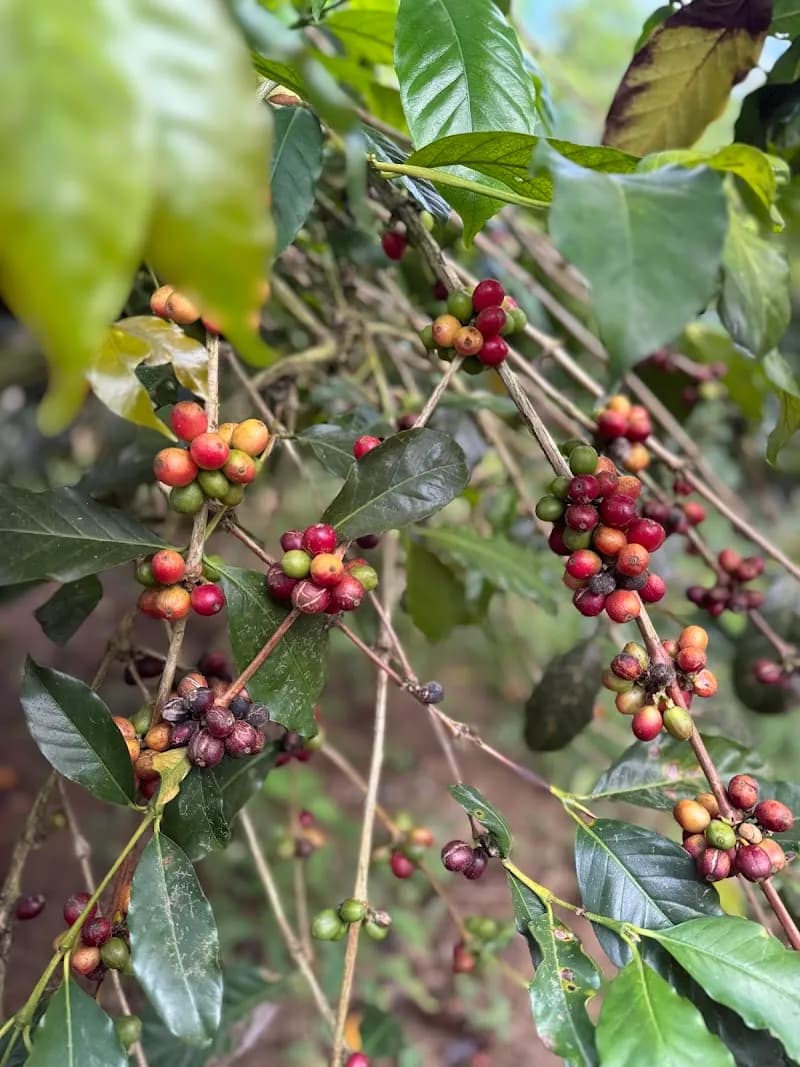 View of Kintamani Coffee Plantation Tours in Kintamani, Bali