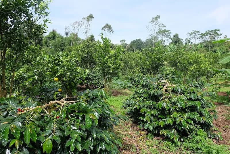View of Kintamani Coffee Plantation Tours in Kintamani, Bali