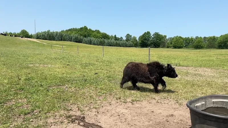 View of Kiwidinok Tibetan Yak and Petting Farm in Alanson, MI