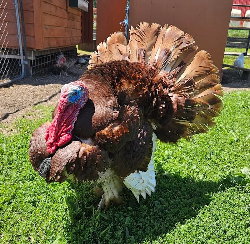 View of Kiwidinok Tibetan Yak and Petting Farm in Alanson, MI