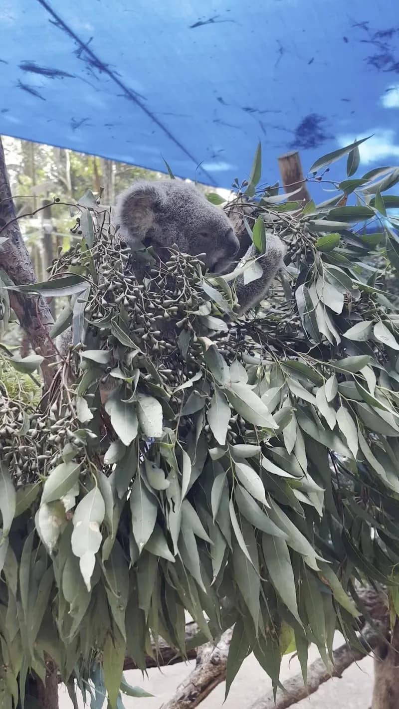 View of Koala Park Sanctuary Sydney in Sydney, NSW