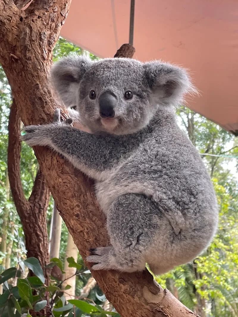 View of Koala Park Sanctuary Sydney in Sydney, NSW