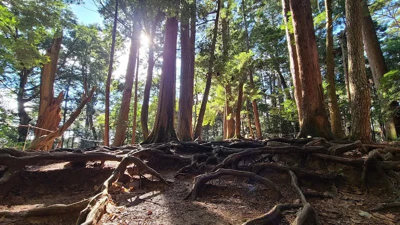 Kurama Forest Nature Center nature in Kurama, KYO