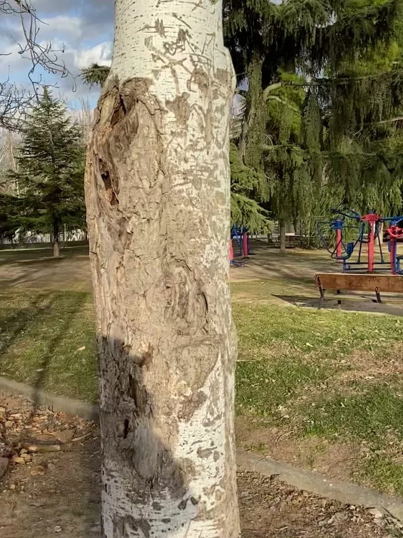View of La Chopera Park in Pozuelo de Alarcón, Madrid