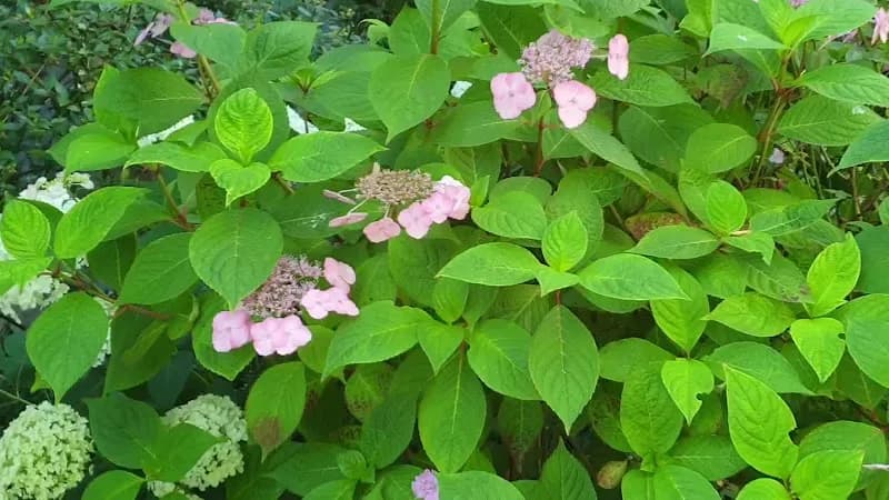 View of La Crêperie Bretonne in Sèvres, IDF