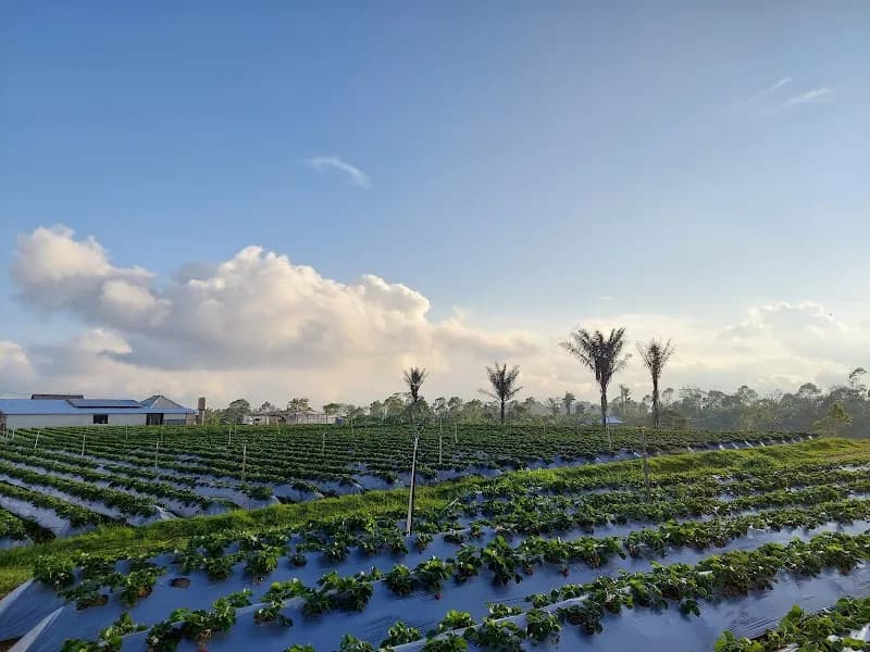 La Fresa Bali tourist attraction in Kintamani, Bali