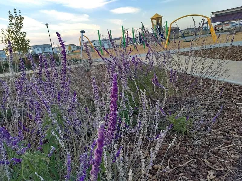 View of Labyrinth Community Park in Rancho Cordova, CA