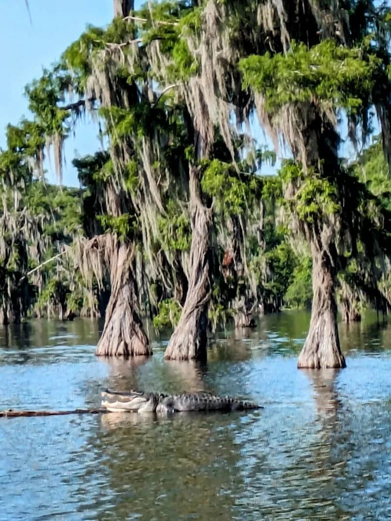 Lake Martin, LA tourist attraction in Lafayette, LA