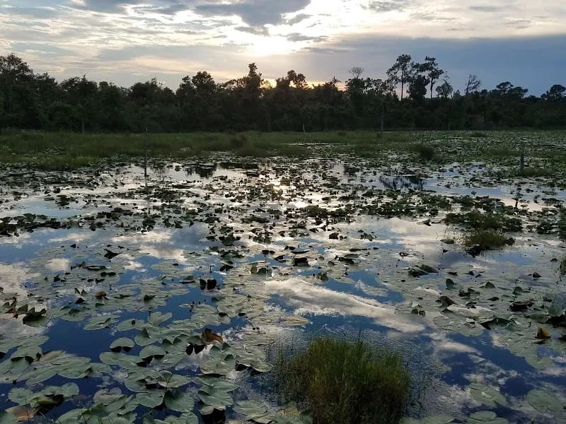 View of Lakeland Highlands Scrub in Lakeland, TN