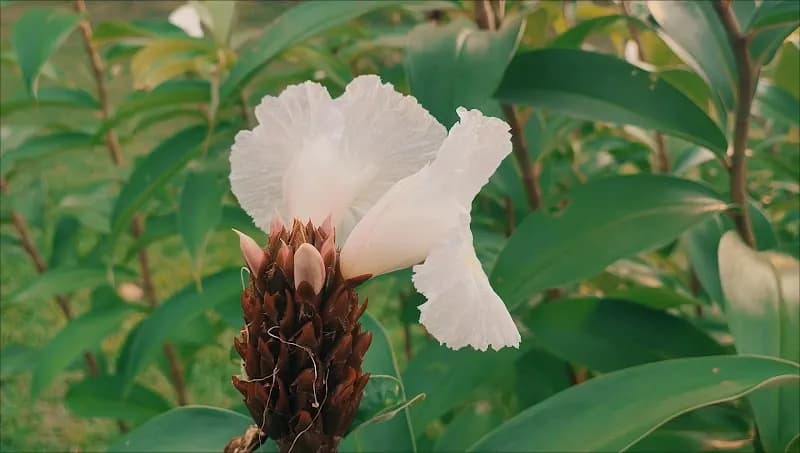View of Lakeside Garden in Bukit Batok, SG