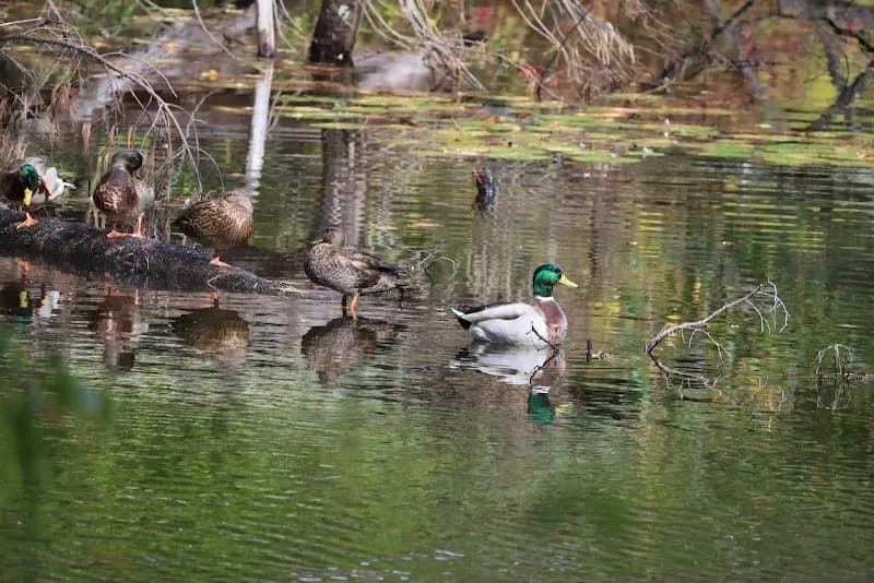 Lamprey River Preserve nature preserve in East Kingston, NH