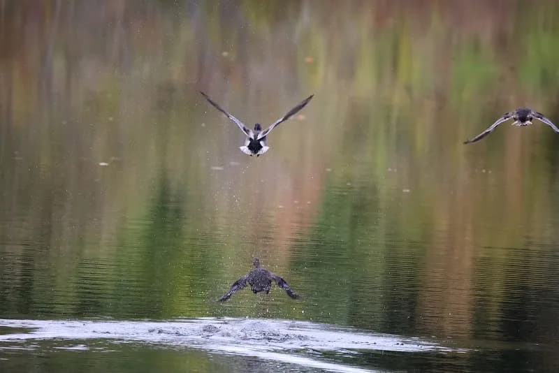 View of Lamprey River Preserve in East Kingston, NH