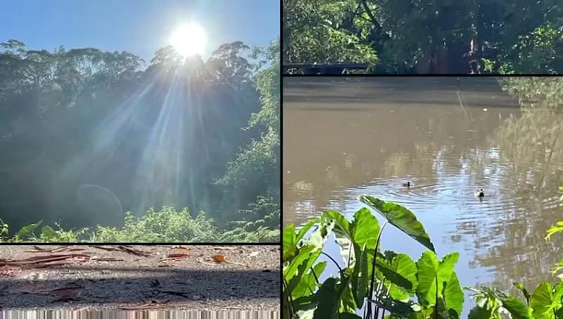 View of Lane Cove National Park in Pymble, NSW