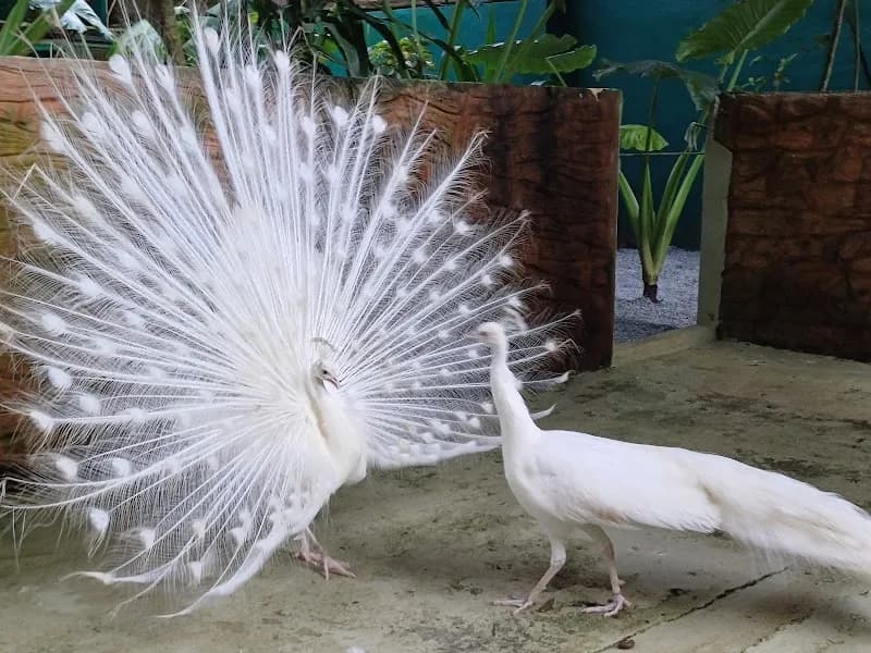 View of Langkawi Wildlife Park in Langkawi, KD
