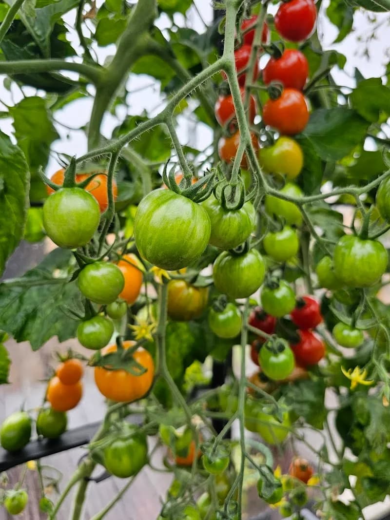View of Laugavegur (Lágafell Section) Local Shops in Lágafell, CR
