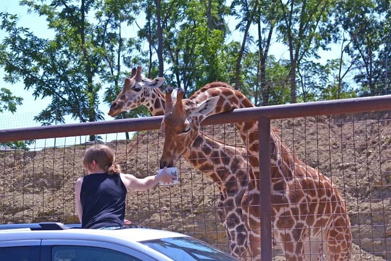 Lazy 5 Ranch zoo in Charlotte, NC