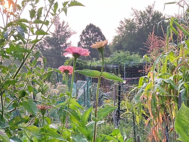 View of Lexington Community Gardens in Lexington, MA