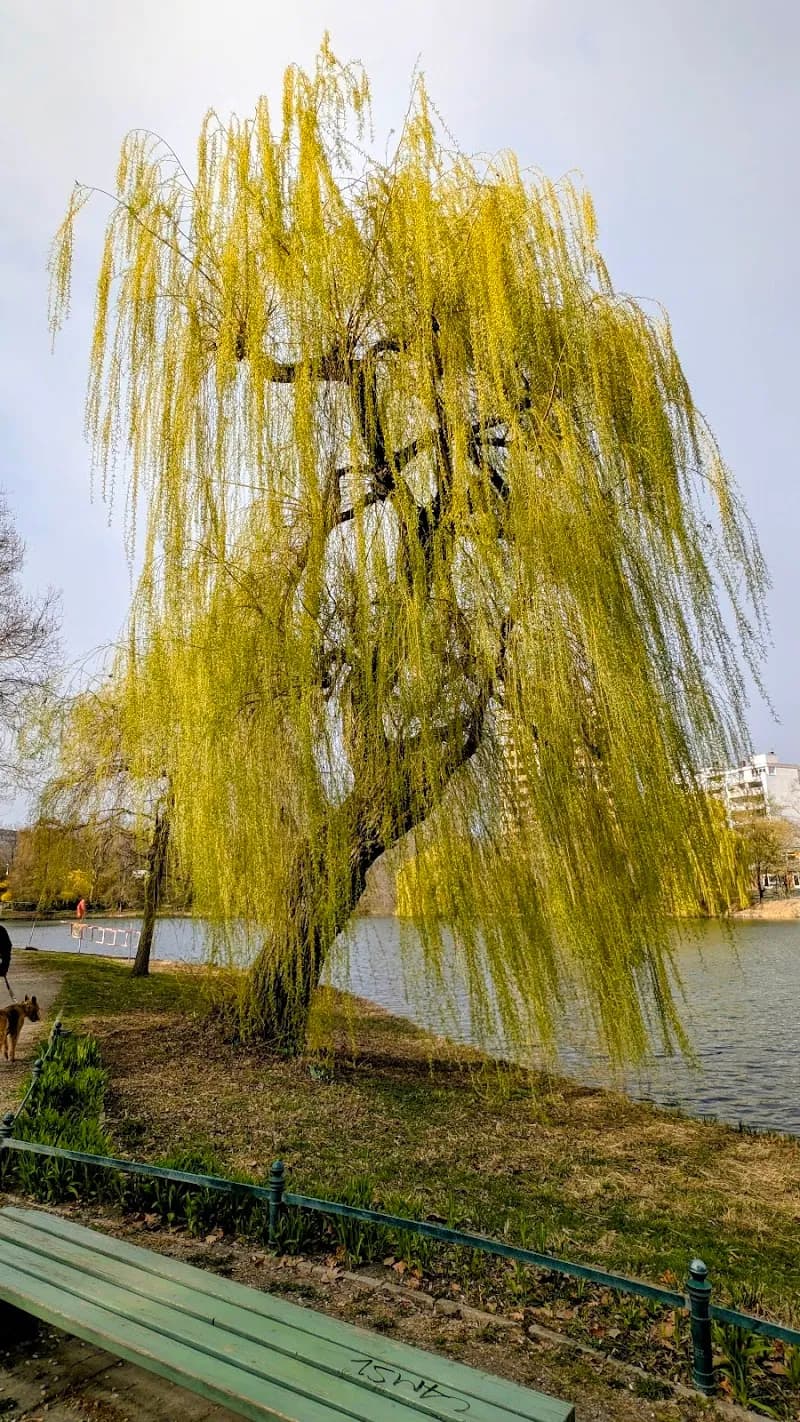 View of Lietzenseepark in Charlottenburg, BE