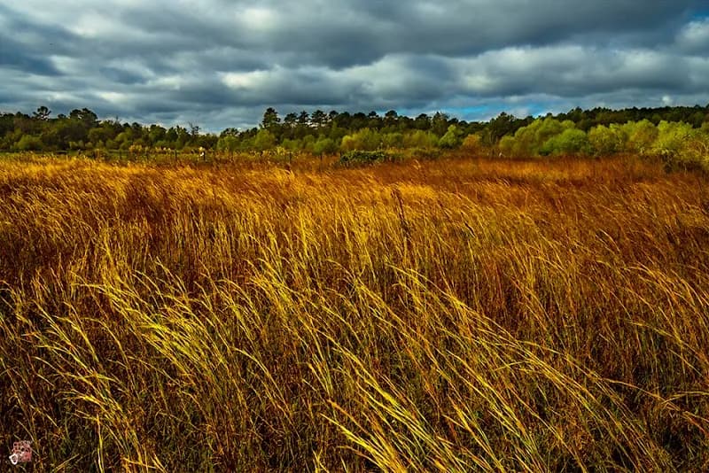 Limestone Park park in Chelsea, AL