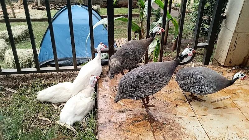 Limuru Valley Eco-Tourism Site nature in Limuru, Nairobi