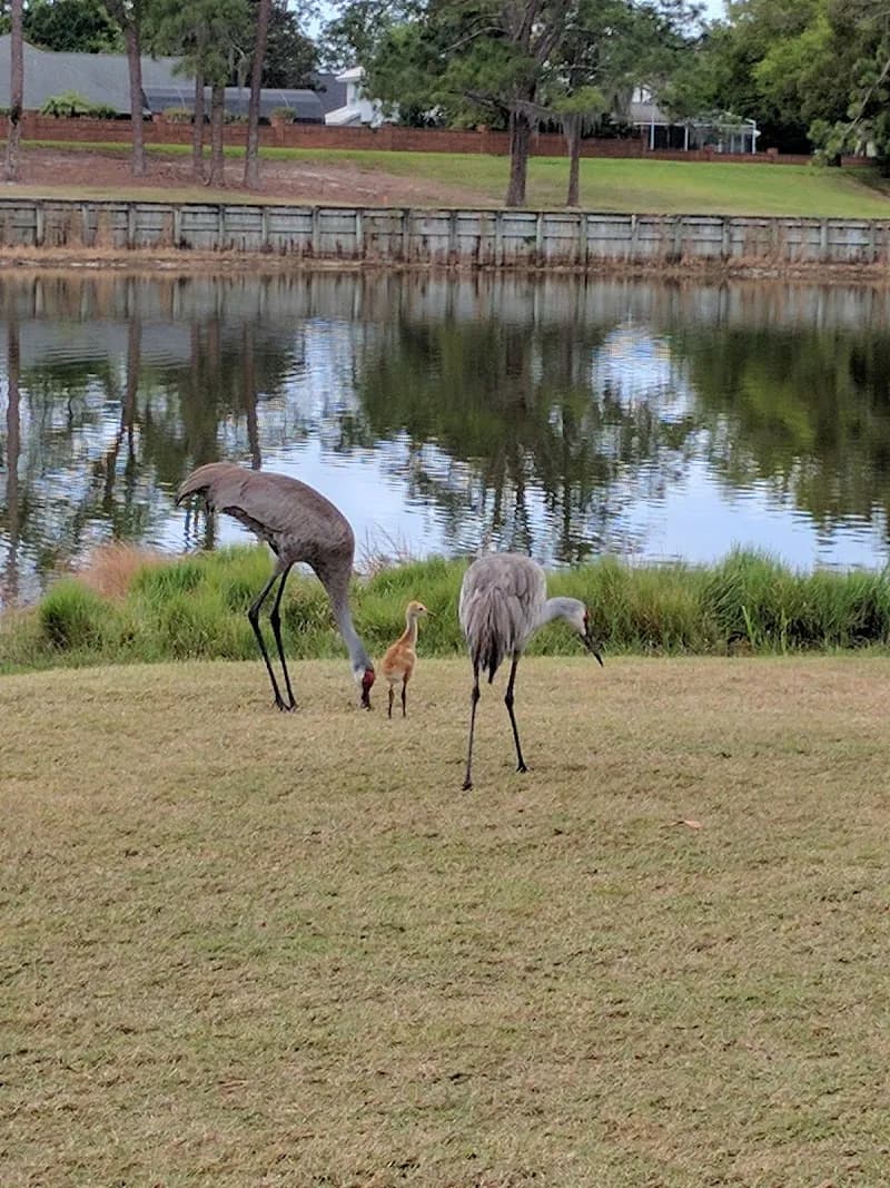View of Links of Lake Mary in Lake Mary, FL