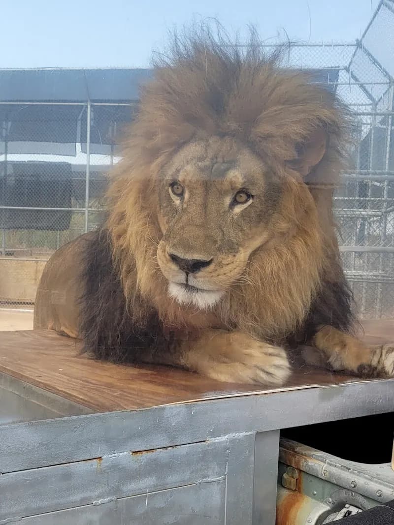 View of Lion Habitat Ranch inc in Henderson, NV