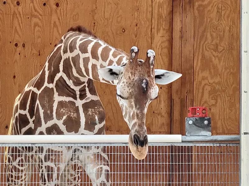View of Lion Habitat Ranch inc in Henderson, NV