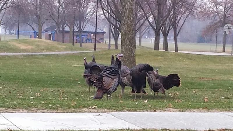 View of Lions Park in Golden Valley, MN