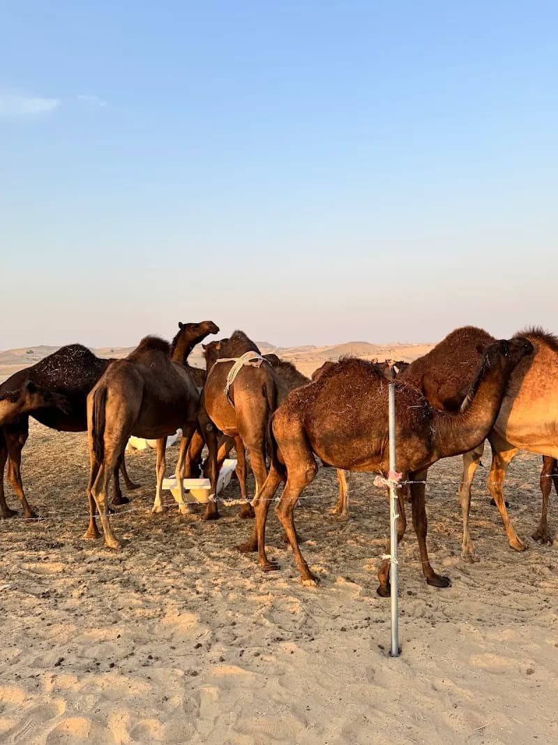 View of Liwa Adventure Tours & Safari LLC in Abu Dhabi, AUH