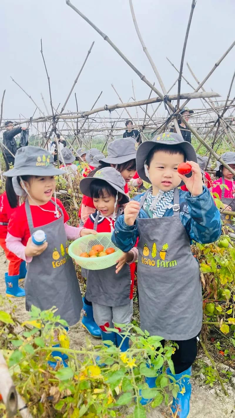 View of Local Fruit Farm - Đông Anh Agricultural Cooperative in Đông Anh, HN