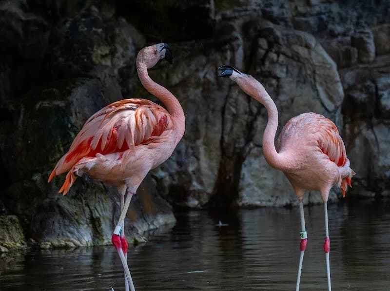 View of Los Angeles Zoo in Los Angeles, CA