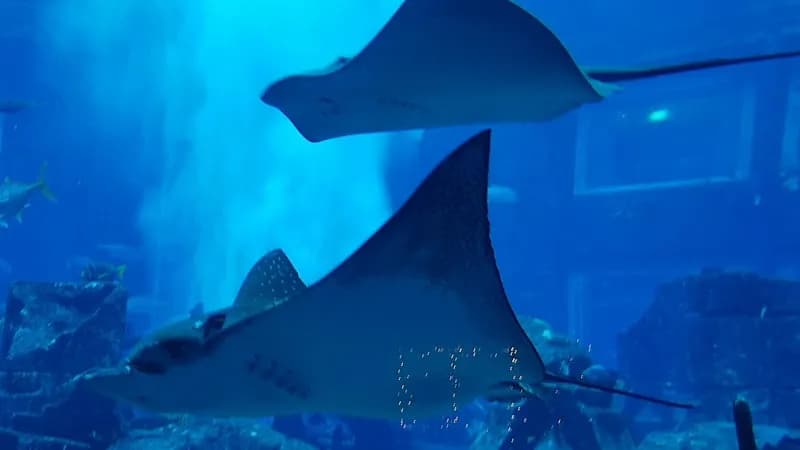 View of Lost World Aquarium at Aquaventure World in Palm Jumeirah, Dubai