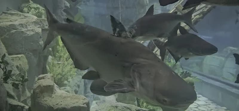 View of Lotte World Aquarium Hà Nội in Hanoi, HN