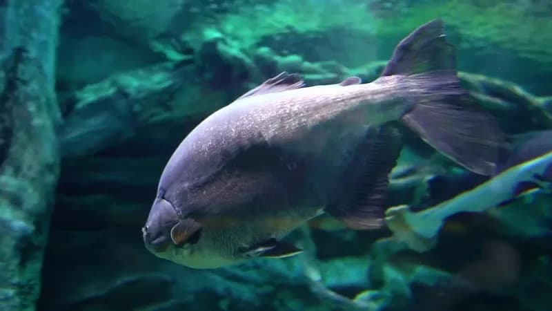 View of LOTTE WORLD AQUARIUM in Songpa, SE