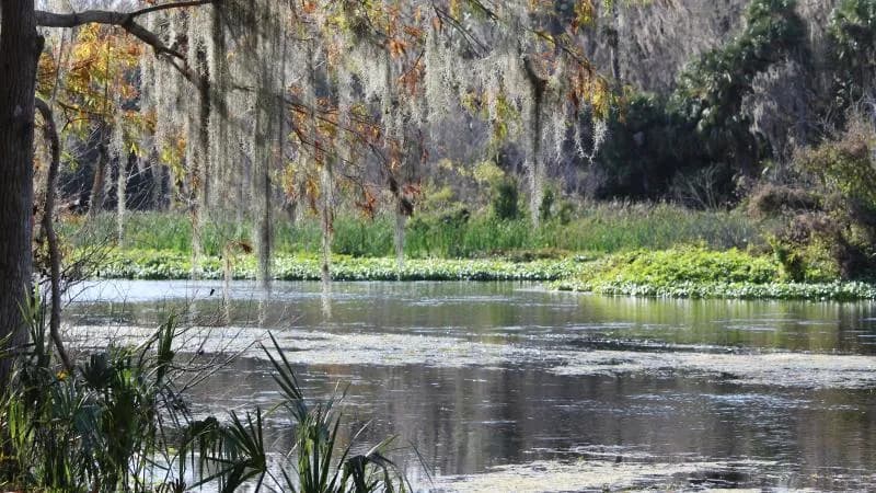 View of Lower Wekiva River Preserve State Park in Sanford, FL