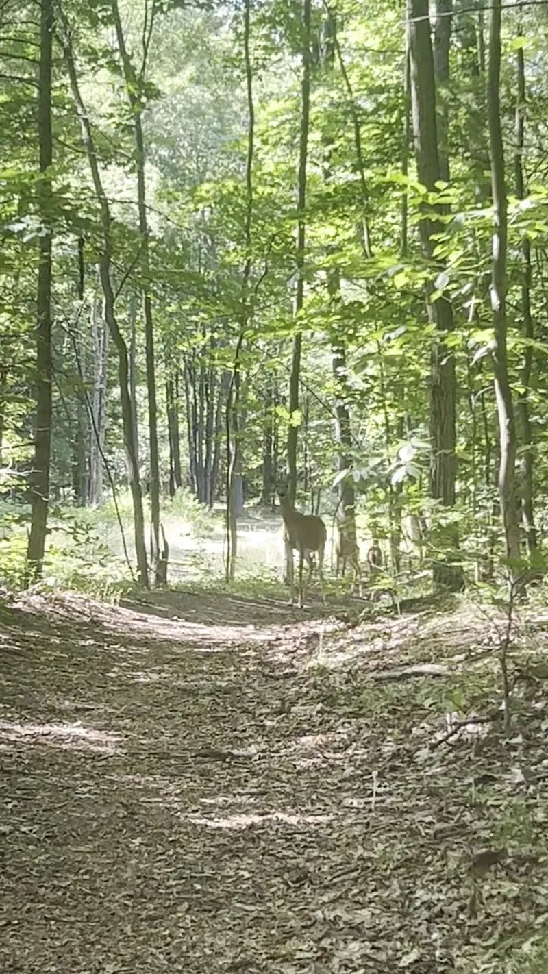 Ludington School Forest Trails hiking area in Ludington, MI