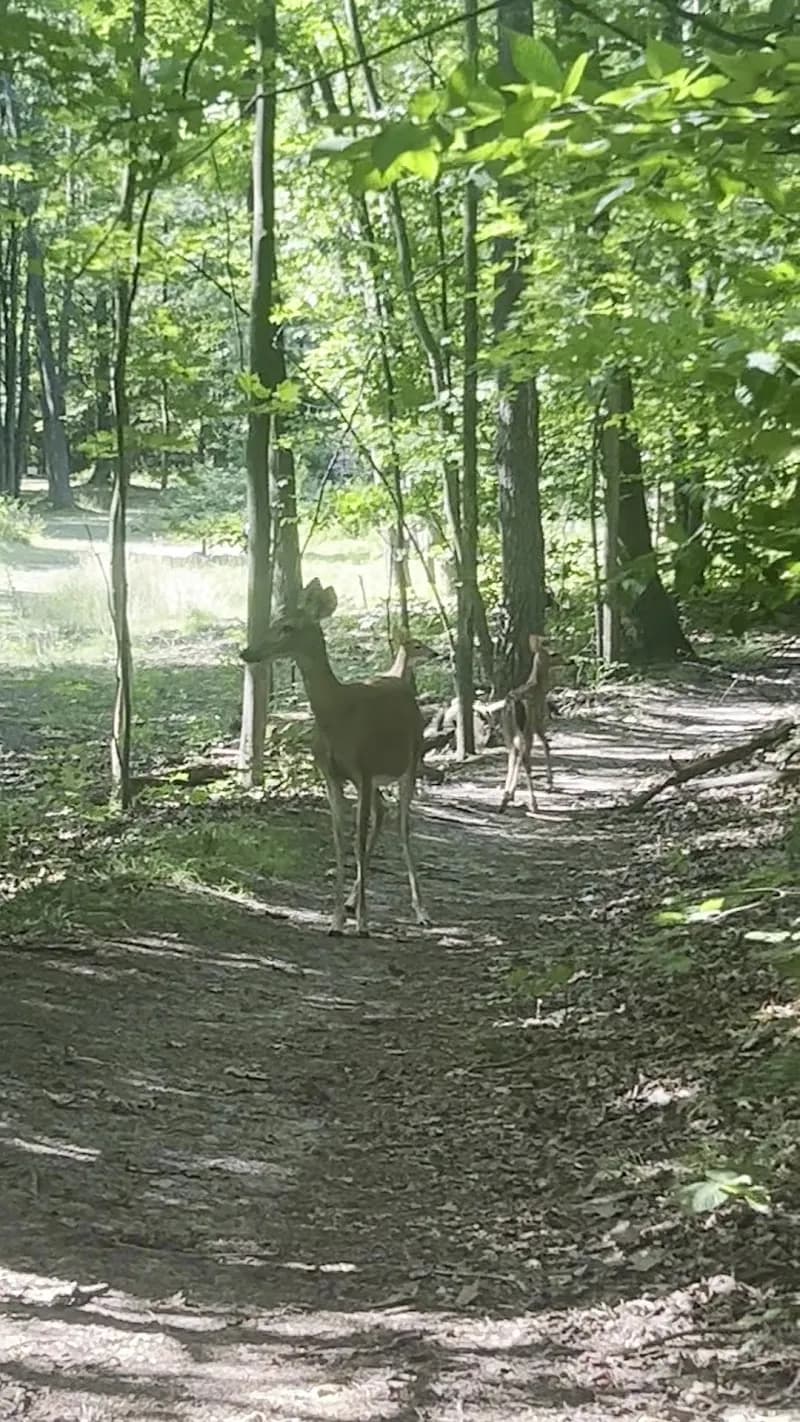 View of Ludington School Forest Trails in Ludington, MI