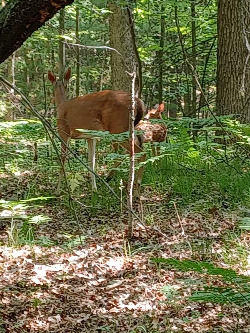 View of Ludington School Forest Trails in Ludington, MI