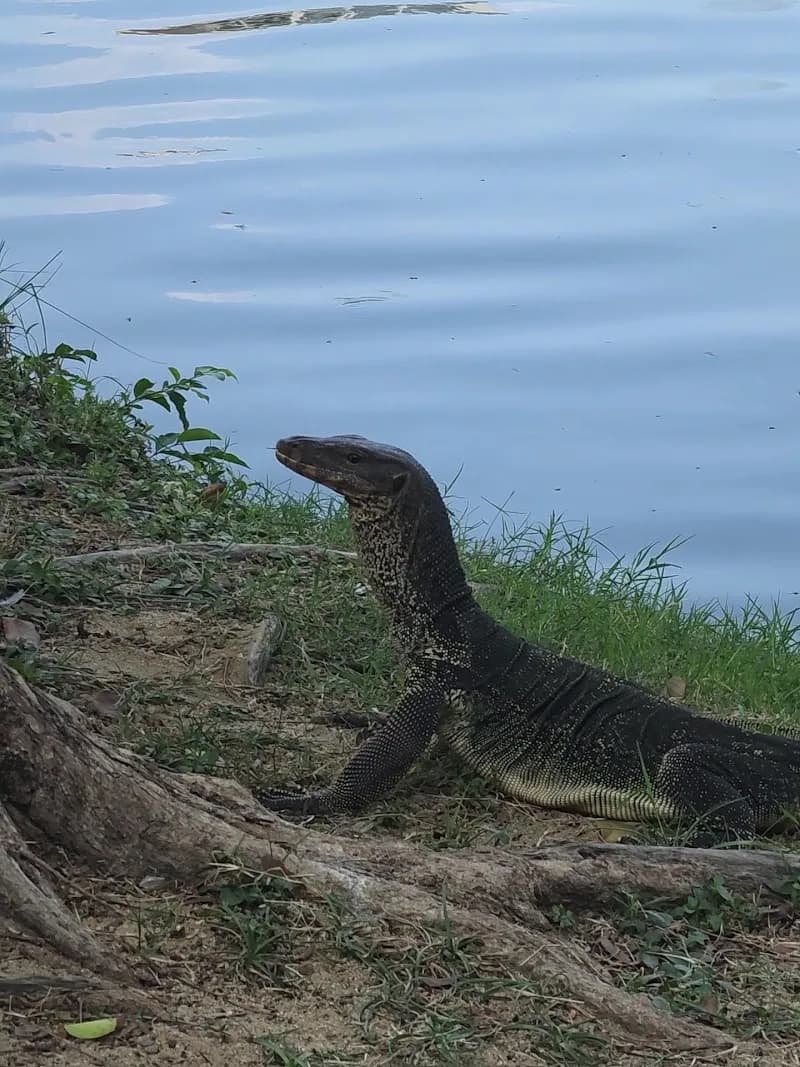 View of Lumphini Park in Sukhumvit, BKK