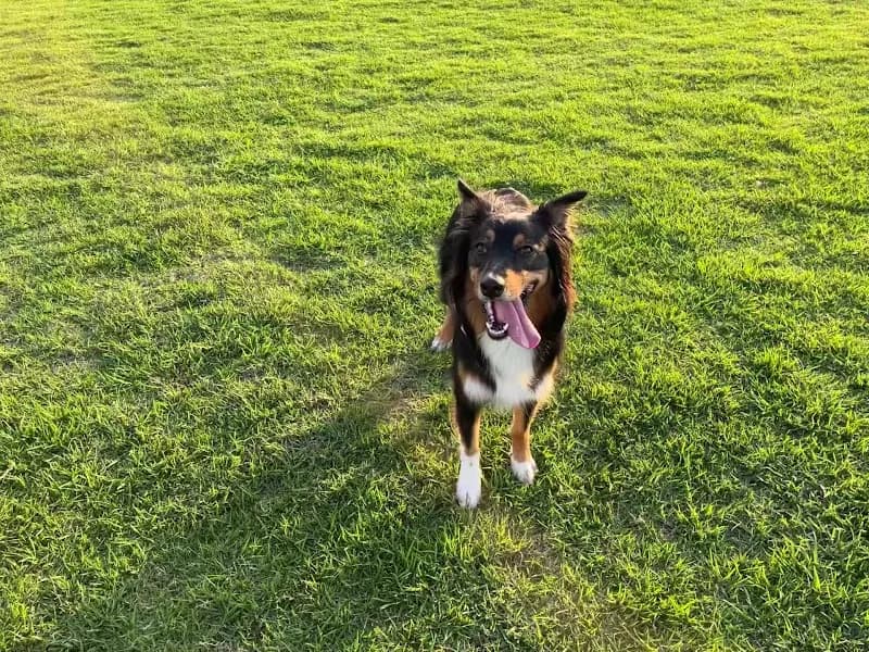 View of M.O. Moran Reserve in Reservoir, VIC