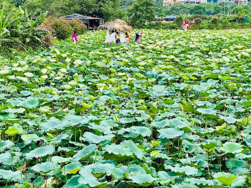 Đầm Sen Park (Đầm Sen Water Park) water park in Ba Đình, HN