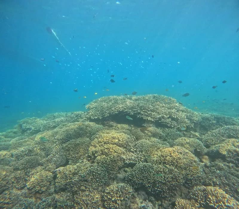 View of Made Dana Snorkeling Service Padangbai in Padang Bai, Bali
