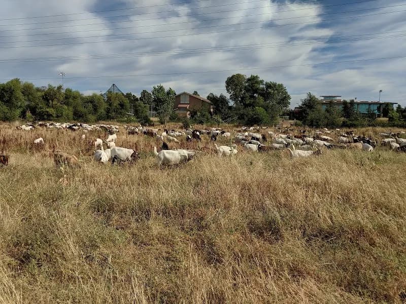 View of Mahany Park in Roseville, CA
