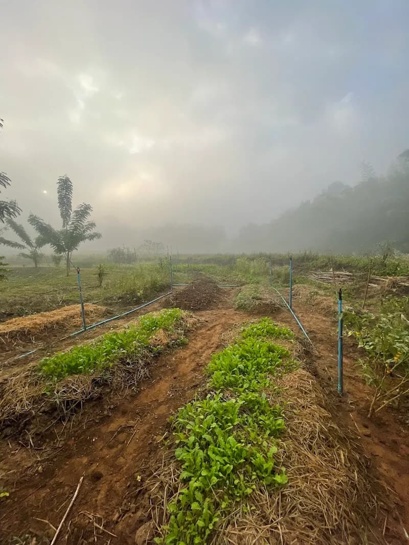 View of Malee Organic Fruit Farm in Chiang Dao, CM
