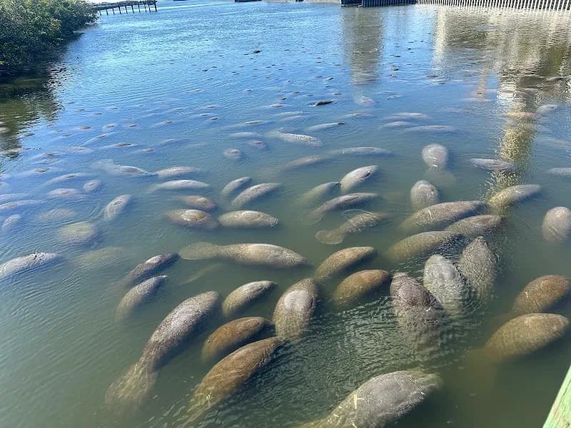 Manatee Viewing Center nature preserve in Apollo Beach, FL