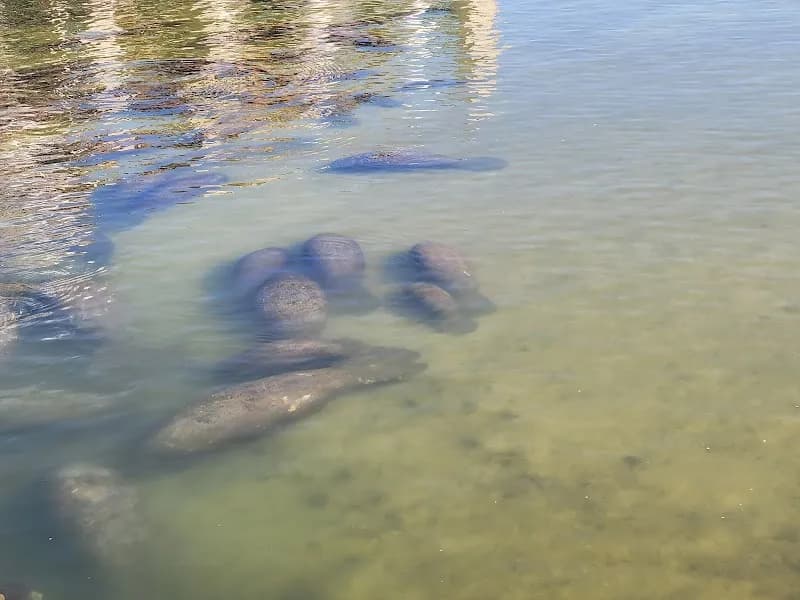 View of Manatee Viewing Center in Apollo Beach, FL
